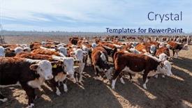  Presentation with cattle - Slide deck consisting of hereford-cattle-farm-bovine-meat background and a sky blue colored foreground
