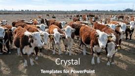  Presentation with cattle - Presentation having hereford-cattle-farm-bovine-meat background and a dark gray colored foreground