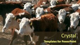  Presentation with cattle - Slide set enhanced with hereford-cattle-farm-bovine-meat background and a tawny brown colored foreground