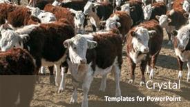  Presentation with cattle - PPT layouts with hereford-cattle-farm-bovine-meat background and a violet colored foreground