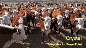  Presentation with cattle - PPT theme featuring hereford-cattle-farm-bovine-meat background and a tawny brown colored foreground