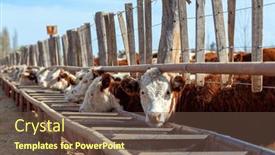  Presentation with cattle - Presentation theme consisting of hereford-cattle-farm-bovine-meat background and a tawny brown colored foreground