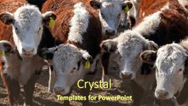  Presentation with cattle - Theme having hereford-cattle-farm-bovine-meat background and a tawny brown colored foreground