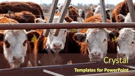  Presentation with cattle - Presentation theme enhanced with hereford-cattle-farm-bovine-meat background and a tawny brown colored foreground