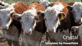  Presentation with cattle - Presentation design with hereford-cattle-farm-bovine-meat background and a tawny brown colored foreground