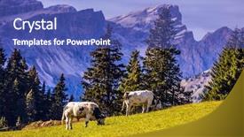  Presentation with holstein cows at dairy farm - Amazing slide deck having heritage conservation - farm cows grazing backdrop and a teal colored foreground