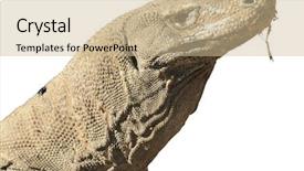  Presentation with dragon - Amazing slide deck having heritage conservation - komodo dragon isolated on white backdrop and a soft green colored foreground