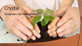  Presentation with young plant - Presentation enhanced with heritage conservation - old and young hands protecting background and a lemonade colored foreground