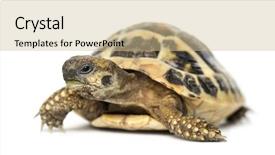  Presentation with tortoise - Presentation theme featuring hermann's tortoise isolated on white background and a soft green colored foreground
