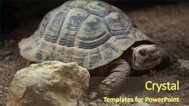  Presentation with tortoise - Presentation theme with hermann's tortoise testudo hermanni wild life animal background and a tawny brown colored foreground