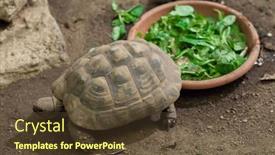  Presentation with tortoise - Beautiful PPT layouts featuring hermann's tortoise testudo hermanni wildlife animal backdrop and a tawny brown colored foreground