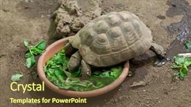  Presentation with tortoise - Slide deck enhanced with hermann's tortoise testudo hermanni wildlife animal background and a tawny brown colored foreground
