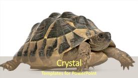  Presentation with tortoise - Slide deck consisting of schildpad - hermann's tortoise testudo hermanni walking background and a coral colored foreground