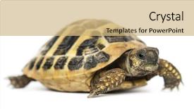  Presentation with tortoise - Presentation theme enhanced with hermann's tortoise isolated on white background and a coral colored foreground