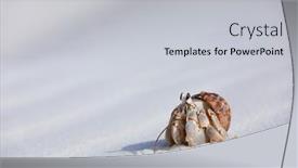  Presentation with crab shell - Presentation design consisting of hermit-crab-carry-a-shell background and a light gray colored foreground