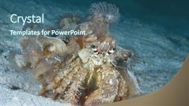  Presentation with crab shell - Colorful PPT theme enhanced with hermit crab carrying anemone backdrop and a ocean colored foreground