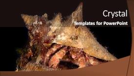  Presentation with crab - Theme having hermit-crab-crawls background and a wine colored foreground