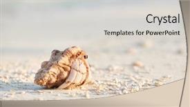  Presentation with maldives independence - Audience pleasing slide set consisting of hermit crab on a beach backdrop and a light gray colored foreground