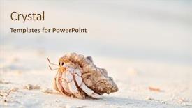  Presentation with crab - Amazing slide deck having hermit crab on a beach backdrop and a sky blue colored foreground