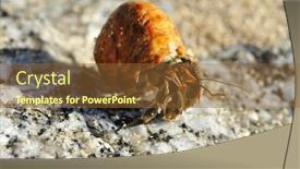  Presentation with crab - Audience pleasing PPT theme consisting of hermit crab on a beach in andaman sea backdrop and a tawny brown colored foreground