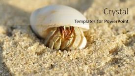 Presentation with crab - Beautiful slides featuring hermit crab on a beach in andaman sea backdrop and a coral colored foreground