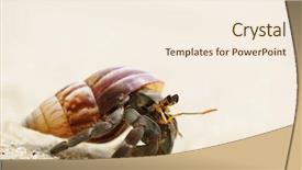  Presentation with crab - PPT theme featuring hermit crab on a beach background and a cream colored foreground