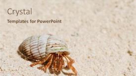  Presentation with republic dominican - Cool new presentation theme with hermit crab on a caribbean beach in dominican republic backdrop and a lemonade colored foreground