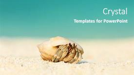  Presentation with maldives - PPT theme having hermit crab on beach at maldives background and a teal colored foreground