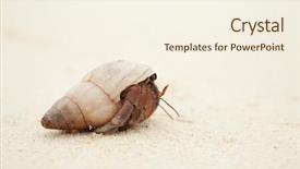  Presentation with crab - Presentation theme featuring hermit crab on the sandy beach background and a cream colored foreground