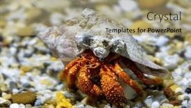  Presentation with crab shell - Theme featuring hermit-crab-underwater-these-marine background and a coral colored foreground