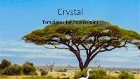  Presentation with buffalo hoof print - Slides having heron-and-large-scenic-buffalo background and a light blue colored foreground