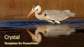  Presentation with south africa - PPT layouts featuring heron ardea cinerea in water background and a wine colored foreground