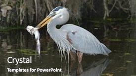  Presentation with florida - PPT layouts enhanced with heron feeding in florida wetland background and a dark gray colored foreground