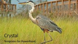  Presentation with marsh - Colorful PPT layouts enhanced with heron in marsh grasses backdrop and a gold colored foreground