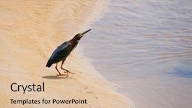  Presentation with night - Audience pleasing slide deck consisting of heron nyctanassa violacea at early backdrop and a  colored foreground