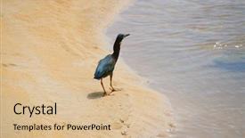  Presentation with pediatric dentistry aesthetic early education - Amazing PPT theme having heron nyctanassa violacea at early backdrop and a  colored foreground