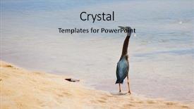  Presentation with grossmmotor early childhood - Slide set consisting of heron nyctanassa violacea at early background and a  colored foreground