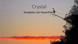  Presentation with branch - Theme with heron-silhouette-in-the-early background and a light gray colored foreground