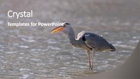 Presentation with wildlife - PPT layouts enhanced with heron wildlife in natural habitat background and a gray colored foreground