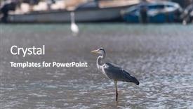  Presentation with wildlife - Beautiful slides featuring heron wildlife in natural habitat backdrop and a gray colored foreground