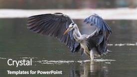  Presentation with wildlife - Theme enhanced with heron wildlife in natural habitat background and a dark gray colored foreground