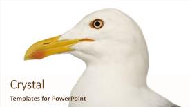  Presentation with pink and white - Presentation theme enhanced with herring gull - larus argentatus 3 years in front of a white background background and a cream colored foreground