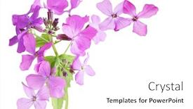  Presentation with rocket - Colorful PPT theme enhanced with hesperis matronalis dame's rocket michigan purple wildflower isolated on white background backdrop and a white colored foreground