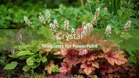  Presentation with plant - PPT layouts having heuchera-plant-in-the-garden background and a  colored foreground