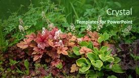  Presentation with plant - PPT theme enhanced with heuchera-plant-in-the-garden background and a  colored foreground