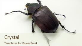  Presentation with coconut - Audience pleasing slide set consisting of coconut rhinoceros beetle rhino beetle backdrop and a cream colored foreground