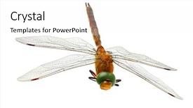  Presentation with dragonfly - PPT layouts with dragonfly isolated on white background background and a white colored foreground