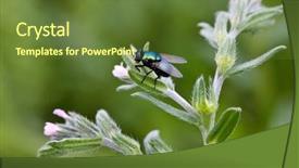  Presentation with fly - Amazing presentation design having typhoid - green fly on the plant backdrop and a tawny brown colored foreground