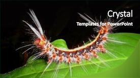  Presentation with ecuador - Slide set with  background and a  colored foreground