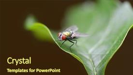  Presentation with green leaf - Beautiful slides featuring typhoid - large fly on a green backdrop and a wine colored foreground